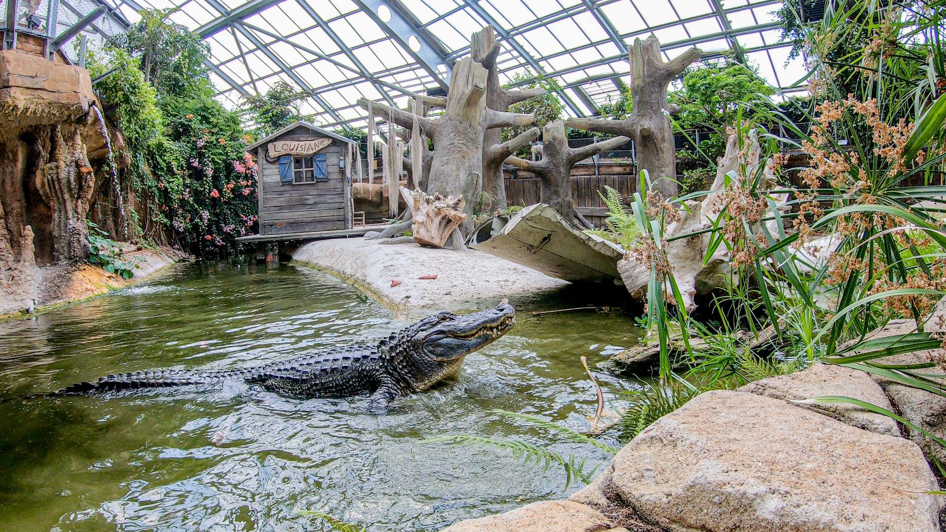 An alligator swims in a pond inside a greenhouse-style enclosure with lush plants, rocks, and a rustic wooden house labelled L. GATOR. Sunlight filters through the glass ceiling above.