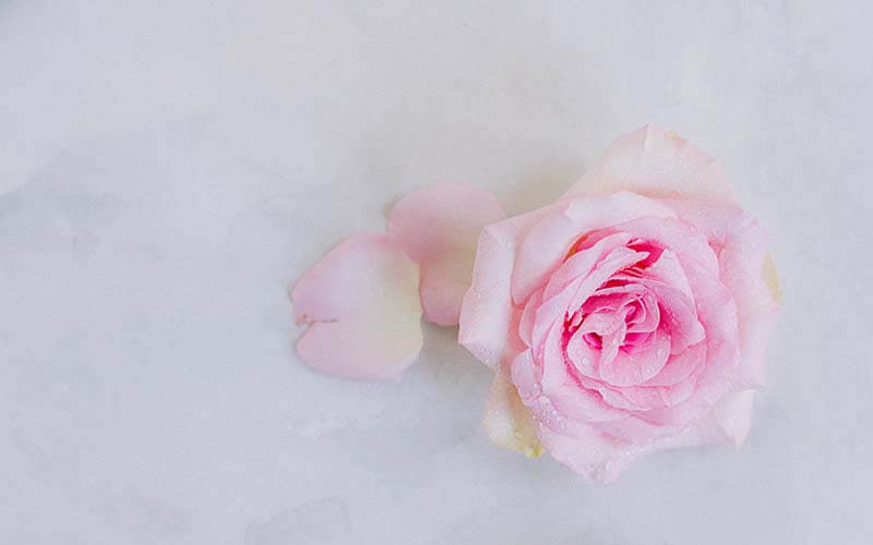 A light pink rose with a few loose petals rests on a pale, textured surface.