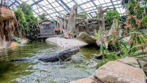 Terre de Dragons