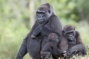 La Vallee Des Singes