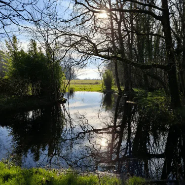 A small pond reflects leafless trees and a bright sun. Green grass lines the water, and a distant meadow is visible under a clear blue sky.