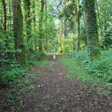 A white dog walks alone on a dirt path through a lush, green forest with tall trees and dense foliage on both sides.
