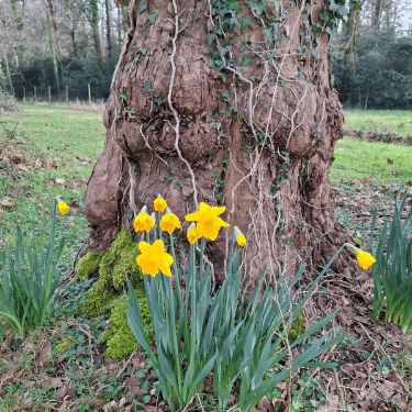 Bright yellow daffodils bloom at the base of a large, rough tree trunk covered with ivy in a grassy, wooded area.