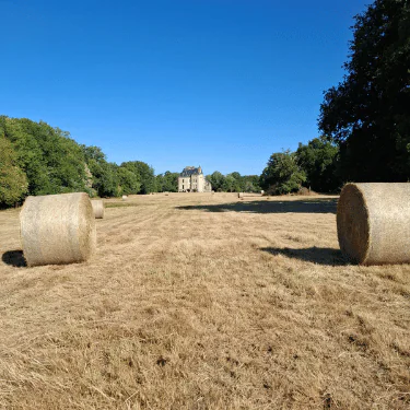 Large round hay bales sit on a dry grassy field under a clear blue sky, with a distant stone building surrounded by trees in the background.