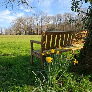 A wooden bench sits on green grass beside yellow daffodils and a tree, with leafless trees and blue sky in the background.