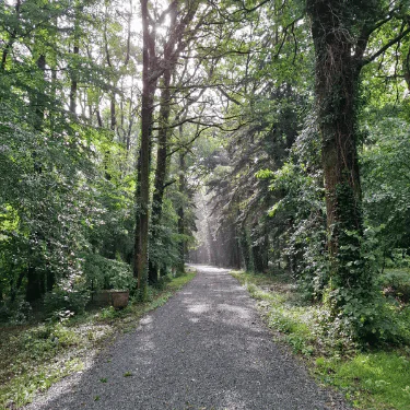 A gravel path winds through a lush, green forest with tall trees on both sides. Sunlight filters through the leaves, creating dappled light and shadows along the path.