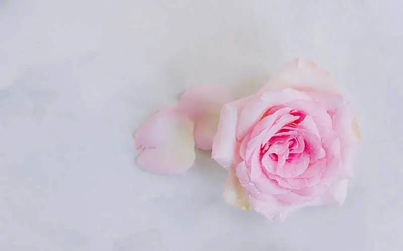 A light pink rose with a few loose petals rests on a pale, textured surface.