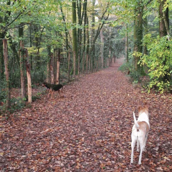 Two dogs stand on a leaf-covered forest path bordered by wooden posts and lush green trees, one dog closer to the camera and the other further away along the path.