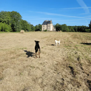 Two dogs walk across a sunlit field towards a large, old stone building surrounded by trees under a clear blue sky.